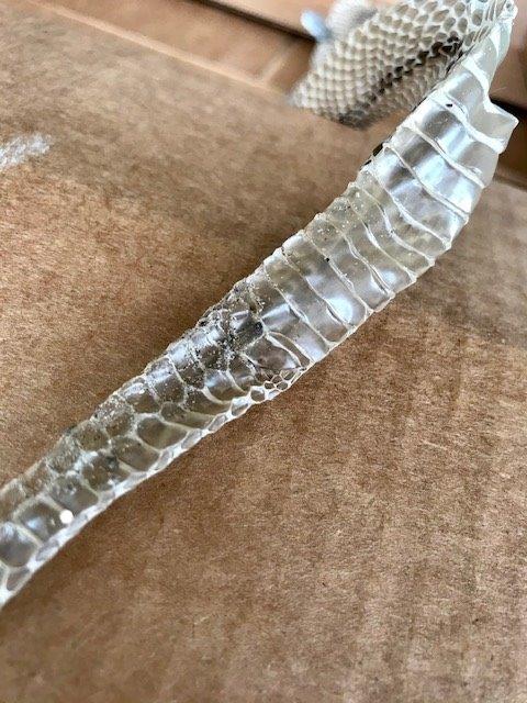 Memphis snake skin