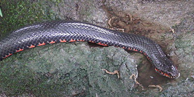 Memphis snake