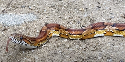 Memphis snake